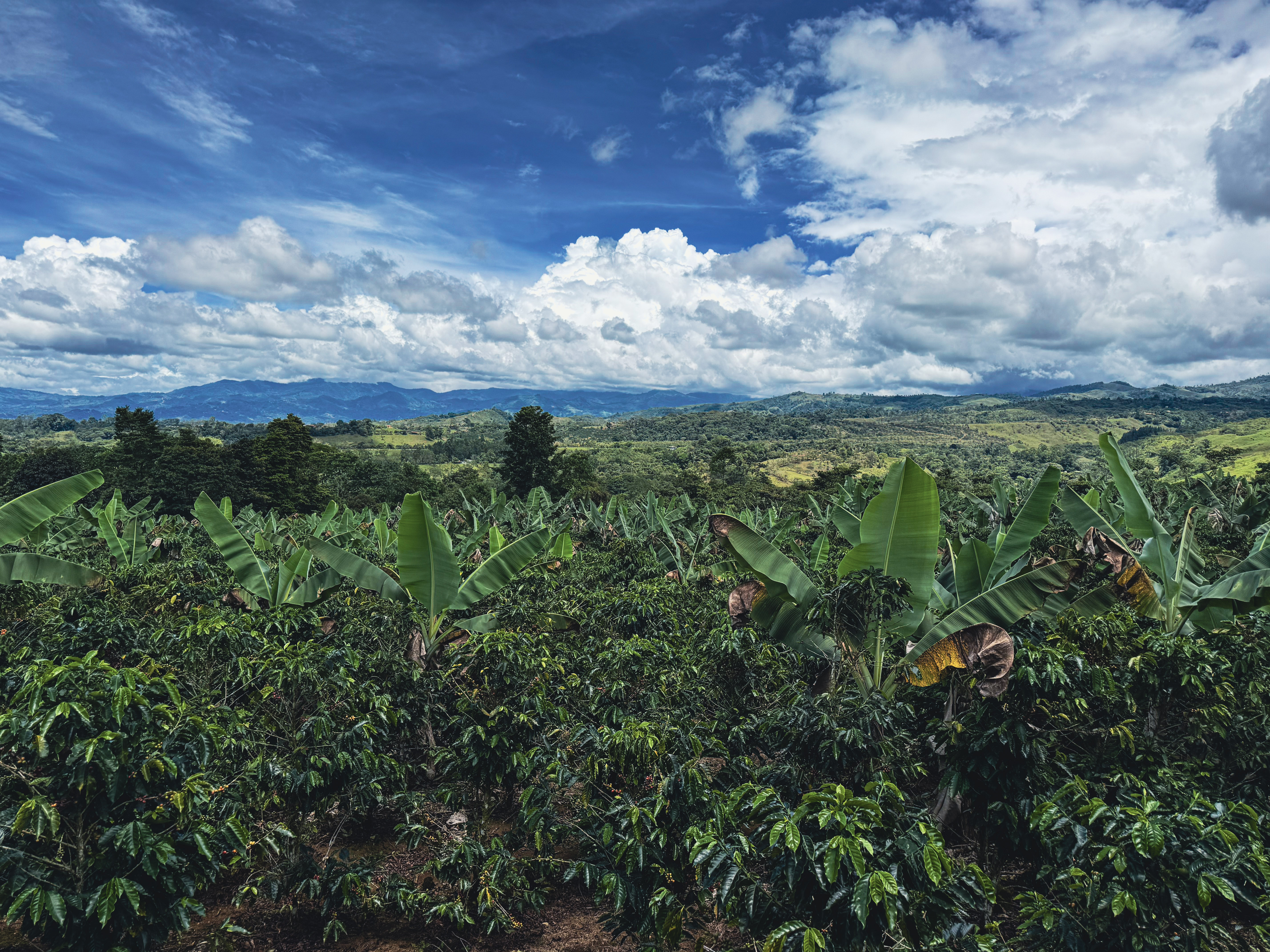 Cosecha de café en Tarrazú